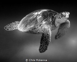 Image of Sea Turtle captured off Oahu. by Chris Mckenna 